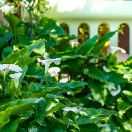 Gostinjska kuća E-m With Private Pool Vinkuran